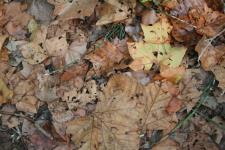 autumn_leaves_7802