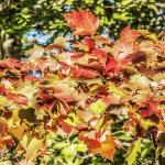 autumn_leaves_9660_12x12_nancy