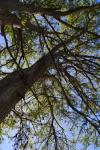 cypress_tree_8446